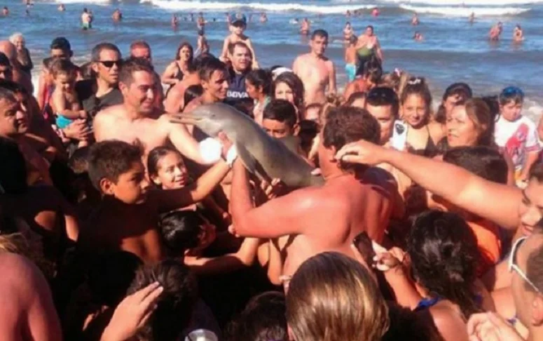 Ils font des selfies avec un dauphin échoué et le laissent mourir