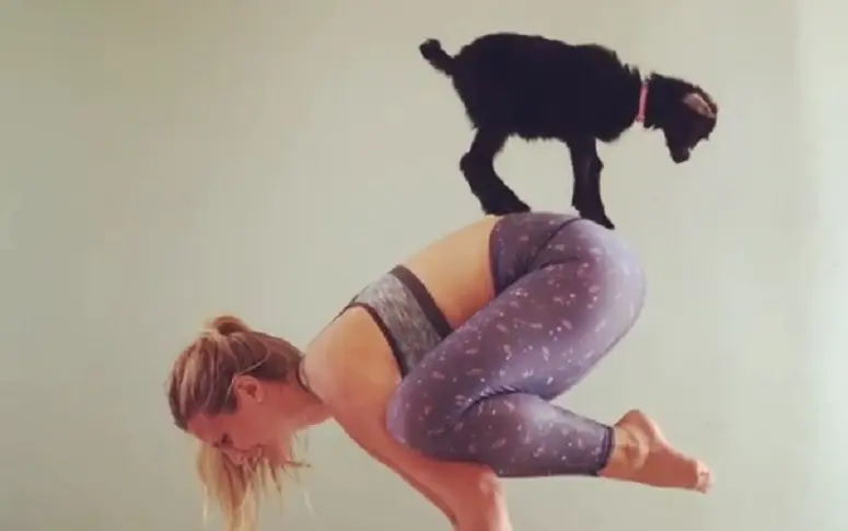 Penny The Goat, le compte Instagram du bébé chèvre qui fait du yoga