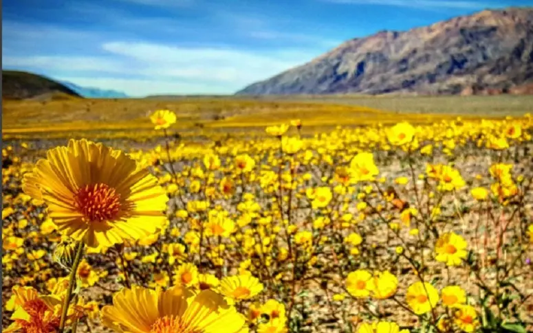 En images : quand la vallée de la Mort se transforme en champ de fleurs
