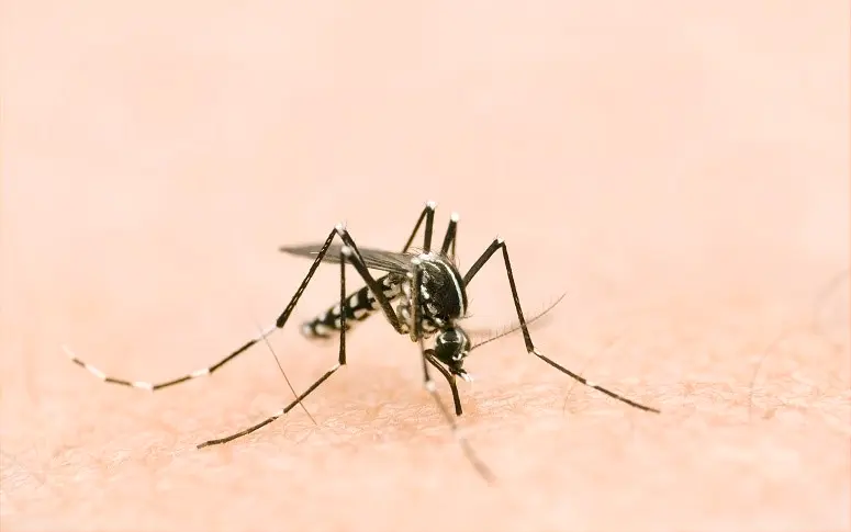 Ce qu’il faut savoir sur le virus Zika