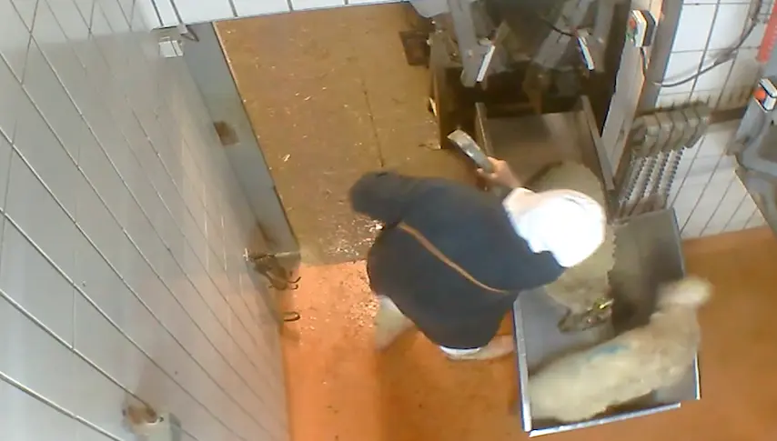 Une nouvelle vidéo scandaleuse montre l’envers du décor d’un abattoir français