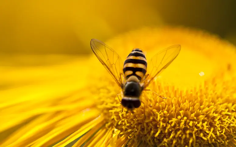 Les insecticides tueurs d’abeilles seront interdits à partir de 2018