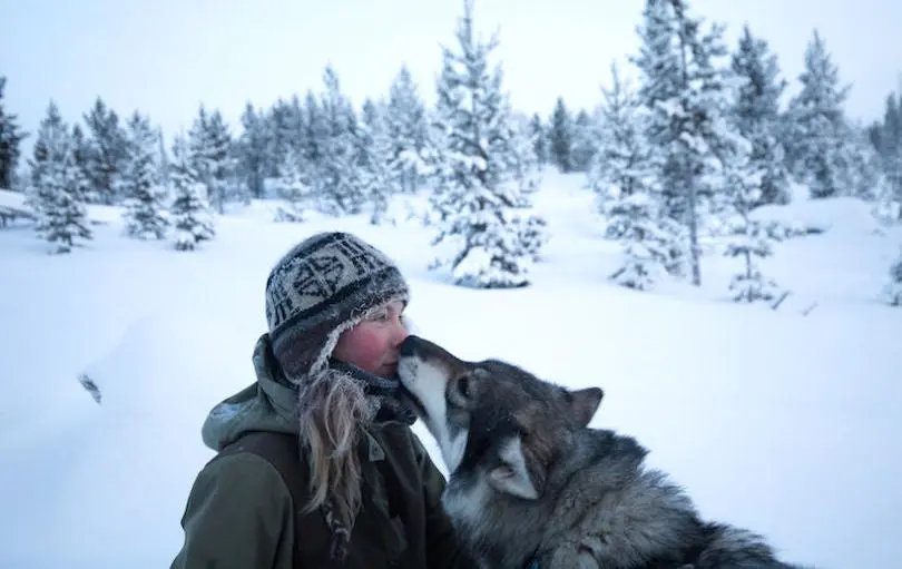 En images : elle a quitté sa vie pour élever des huskies en Laponie
