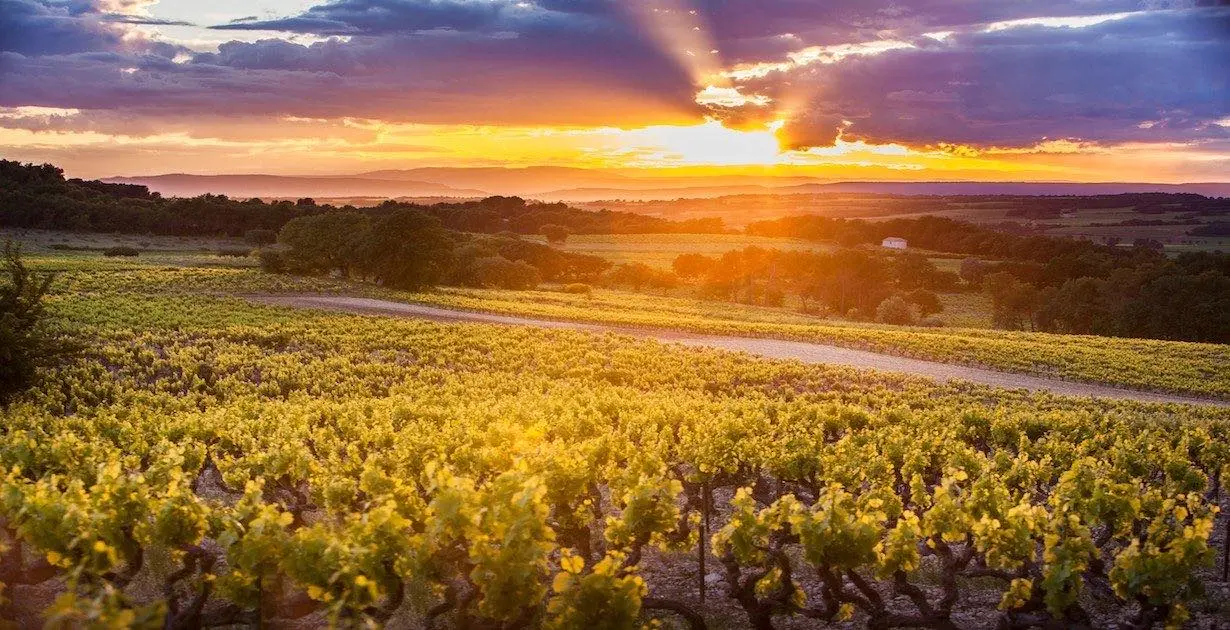 Les 5 choses que vous ignorez sur les Côtes du Rhône