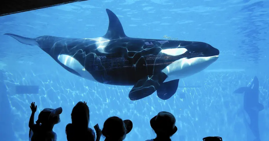 Sea World renonce à élever ses orques en captivité