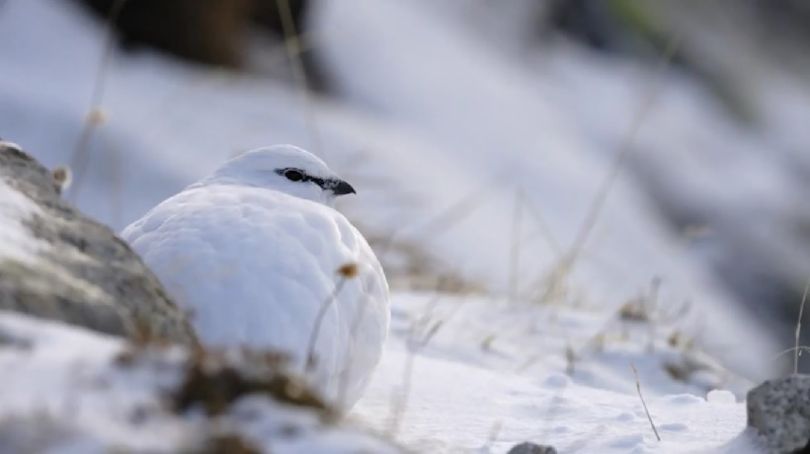 Lagopède alpin, espèce de galliforme de haute montagne particulièrement fragilisée par l'activité humaine - capture d'écran Youtube