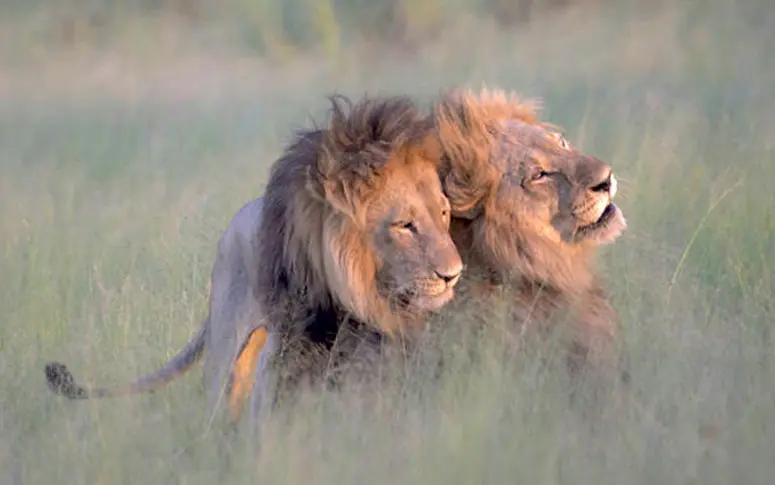 Heureux comme ces deux lions surpris en pleins ébats homosexuels