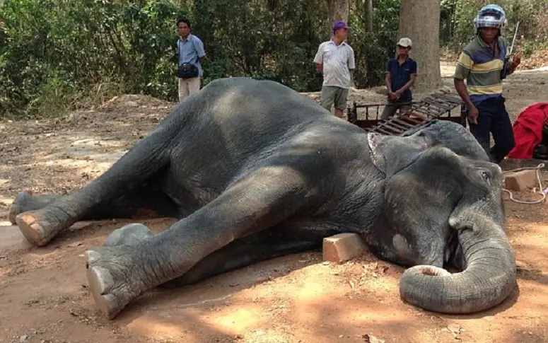 Au Cambodge, un éléphant monté par des touristes meurt d’épuisement