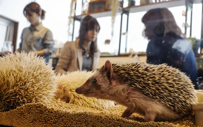 Après le bar à chats, le Japon invente le bar à hérissons