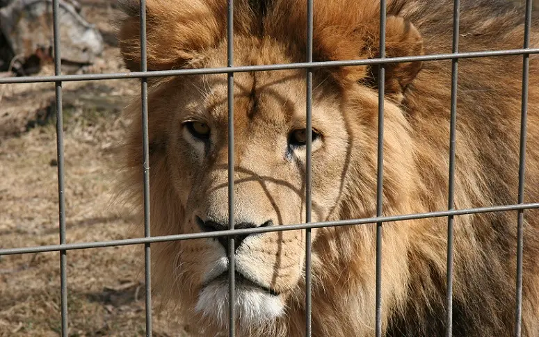 Trente-trois lions sauvés des cirques vont être relâchés dans la savane