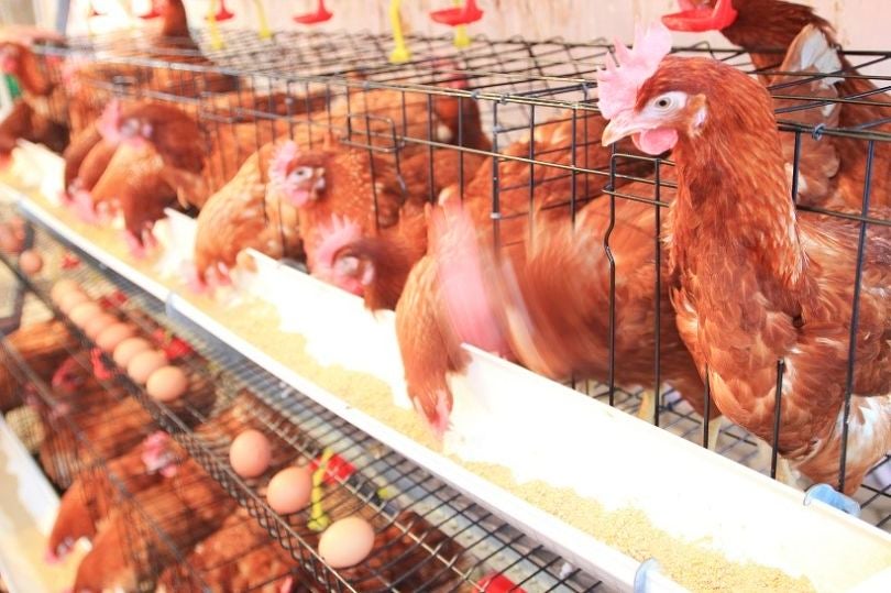 Poules en cage ©ko_orn Getty/iStock 