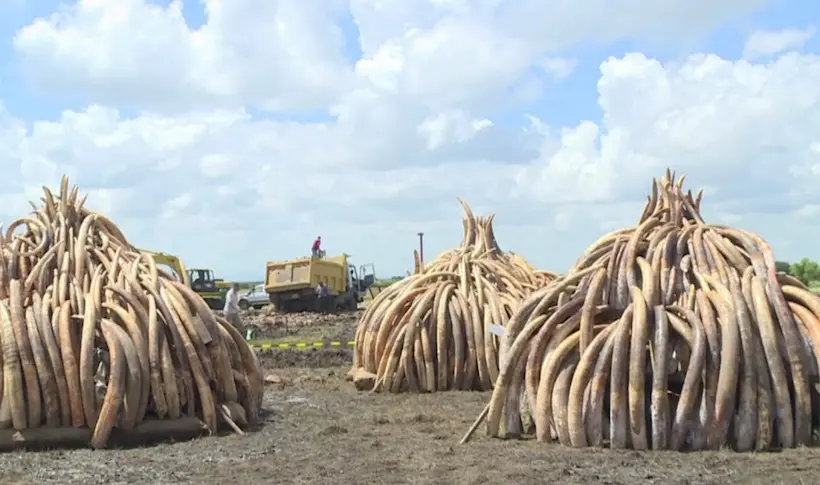 Plus de 100 tonnes d’ivoire brûlées au Kenya contre le braconnage d’éléphants