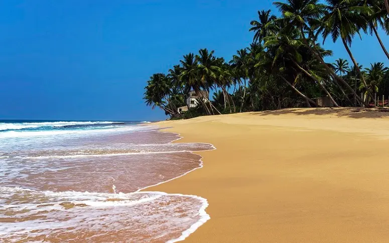 Au fait, y a-t-il davantage d’arbres ou de grains de sable sur la Terre ?