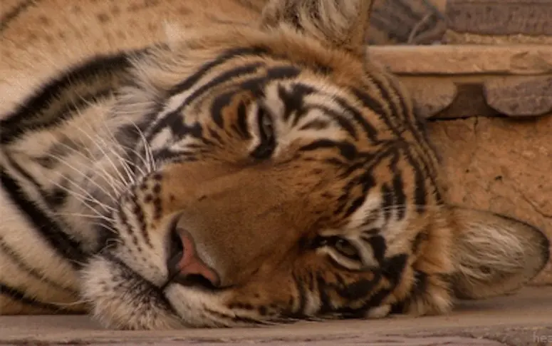 Pour la première fois depuis cent ans, la population des tigres sauvages a augmenté