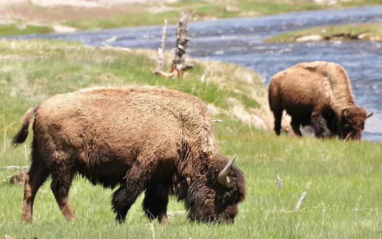 Un bébé bison euthanasié aux États-Unis à cause de deux touristes