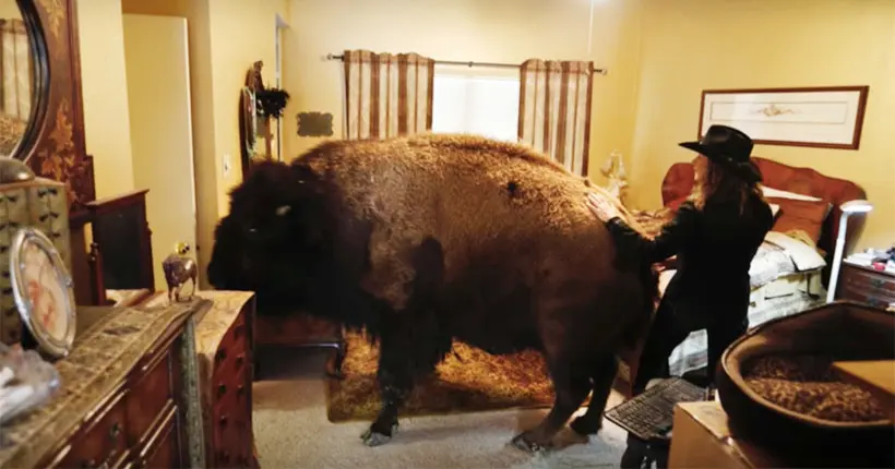 Cette femme vit en coloc avec un bison d’une demi-tonne depuis 5 ans