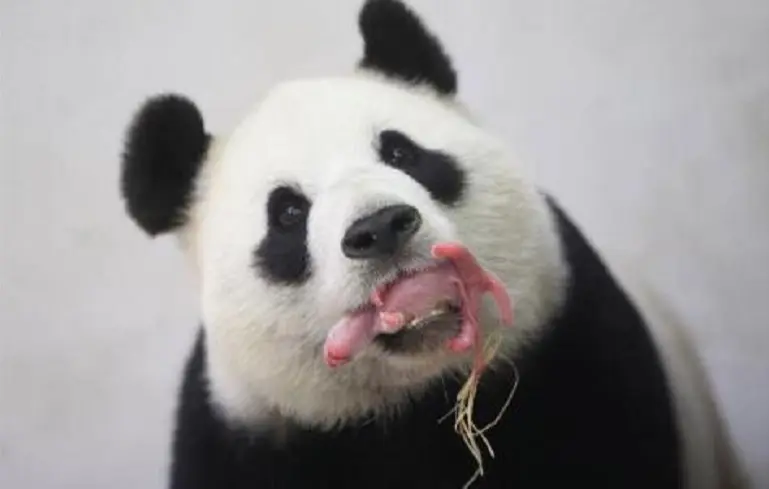 Un bébé panda géant vient de naître dans un zoo de Belgique