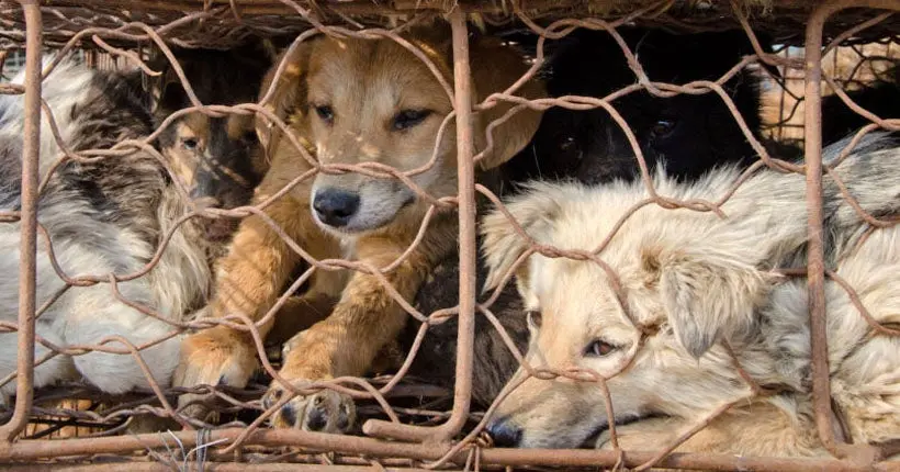 Un activiste sauve 1 000 toutous destinés à un festival de viande de chien en Chine