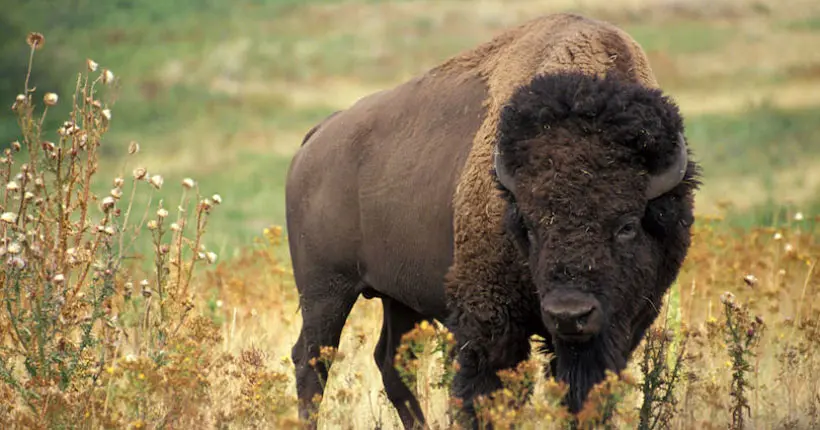 Une boîte de prod accusée d’avoir abattu des bisons pour le tournage d’un film