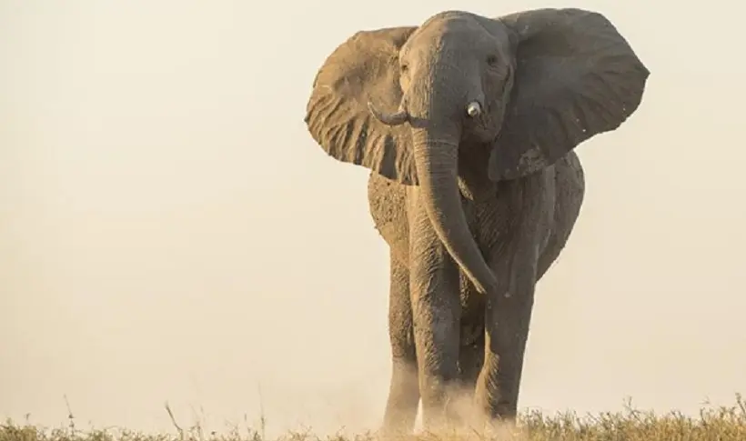 Les États-Unis prohibent à leur tour le commerce de l’ivoire
