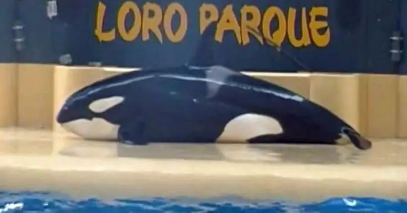La vidéo d’une orque “suicidaire” relance la campagne pour libérer les animaux marins