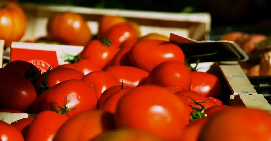 Bientôt de l’électricité produite à base de tomates ?