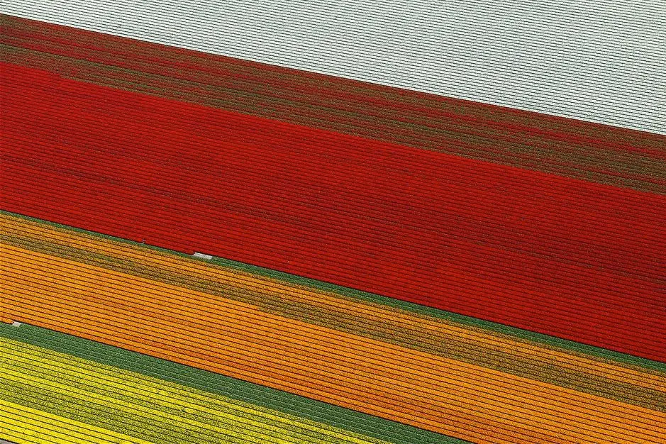Photo : des champs de tulipes forment des patchworks colorés
