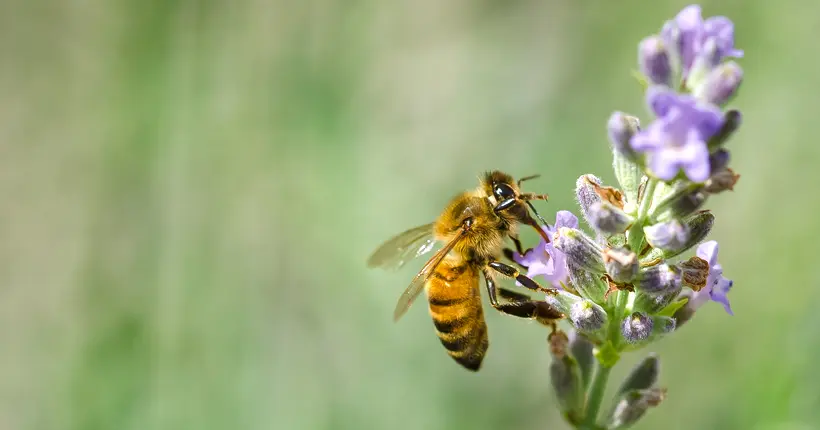 Les pesticides tueurs d’abeilles sont enfin bannis de France