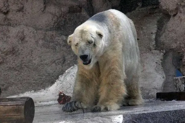Arturo, l’ours polaire le plus triste du monde, est mort