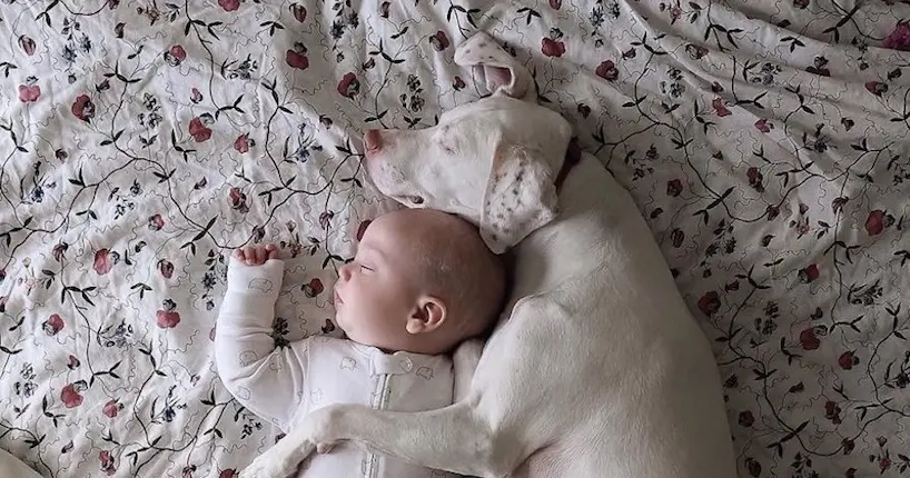 Cette mère immortalise sur Instagram les siestes de son bébé avec sa chienne