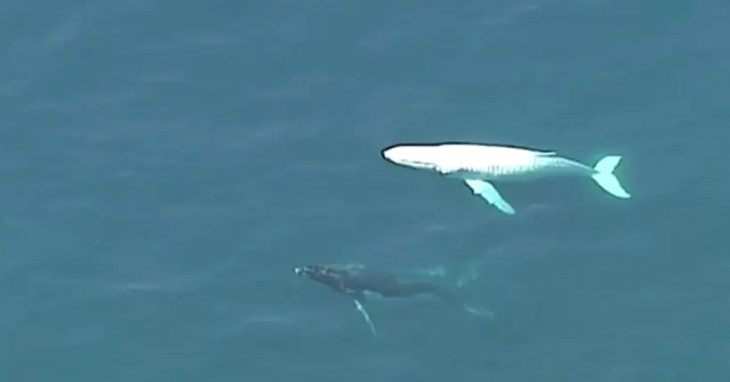 Une baleine blanche rarissime repérée dans les eaux australiennes