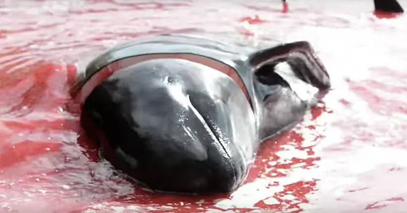 Massacre des dauphins aux îles Féroé : un militant de Sea Shepherd témoigne