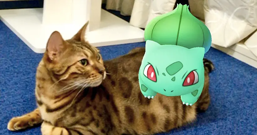 Il paraît qu’au Japon les animaux peuvent voir les Pokémon…