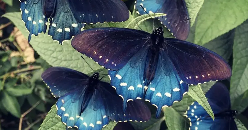 Tout seul dans son jardin, il sauve une espèce de papillon en voie d’extinction