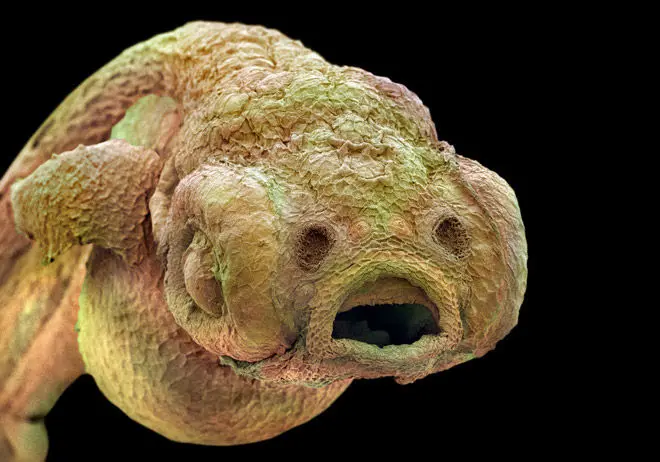 Photo : ces choses microscopiques qui nous entourent
