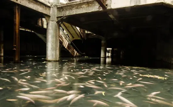 En images : un centre commercial abandonné transformé en aquarium géant