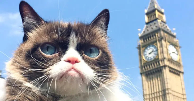 Grumpy Cat vous partage ses photos de vacances à Londres