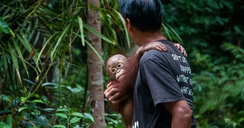 À Bornéo, les orangs-outans sont désormais au bord de l’extinction