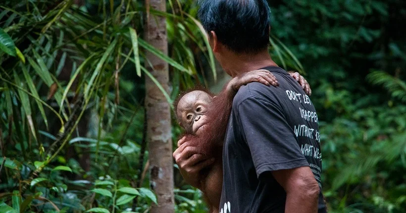 À Bornéo, les orangs-outans sont désormais au bord de l’extinction