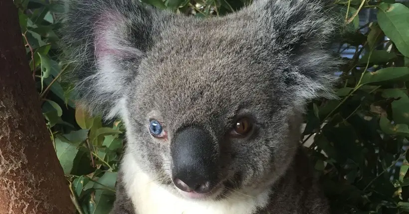 Ce koala aux yeux vairons est la nouvelle mascotte d’un zoo australien