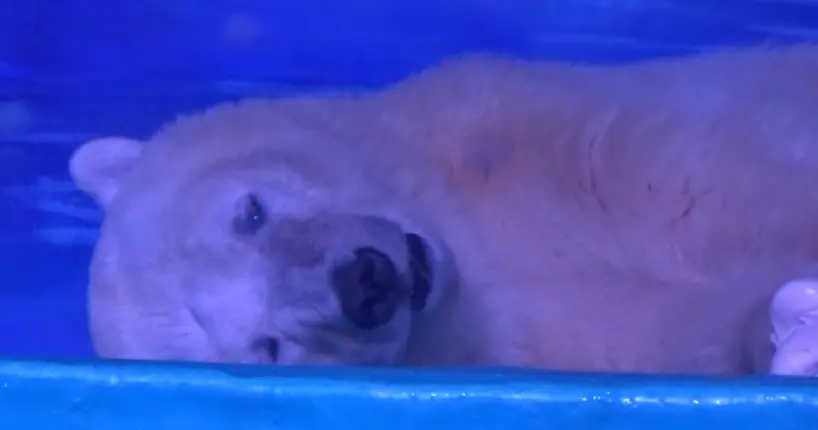 Internet se mobilise pour un ours polaire enfermé dans un centre commercial chinois