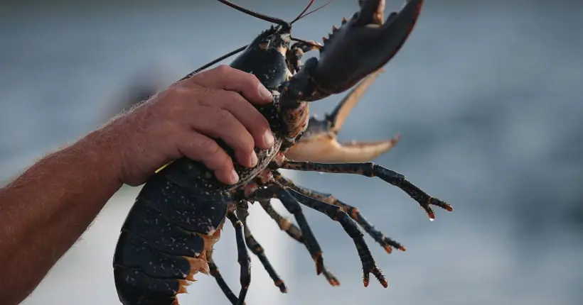 Des moines bouddhistes relâchent 270 kilos de homards vivants dans l’océan