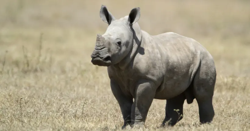 Naissance rarissime d’un bébé rhinocéros blanc dans un zoo français