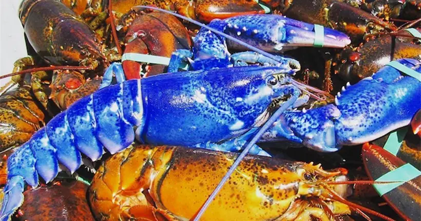 Un pêcheur du Massachusetts remonte un homard bleu dans ses filets