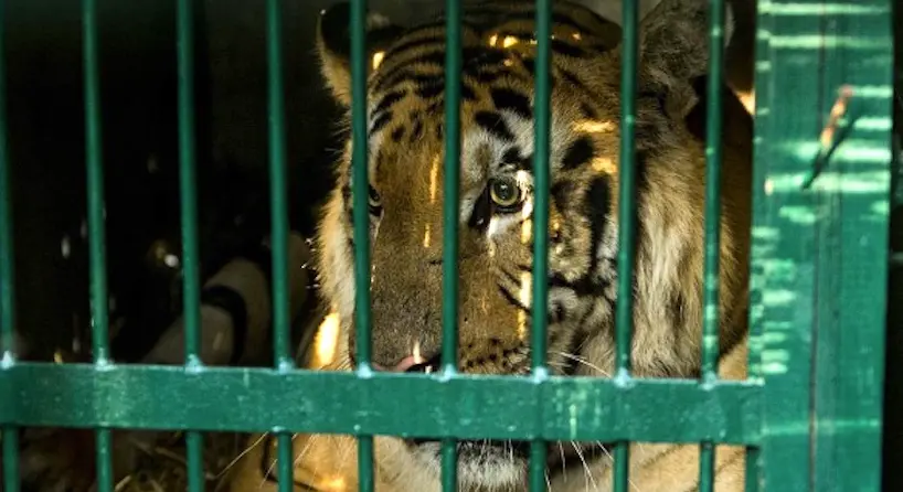 Les animaux du “pire zoo du monde” ont été évacués de la bande de Gaza