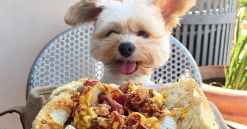 Ce chien est un véritable expert culinaire sur Instagram