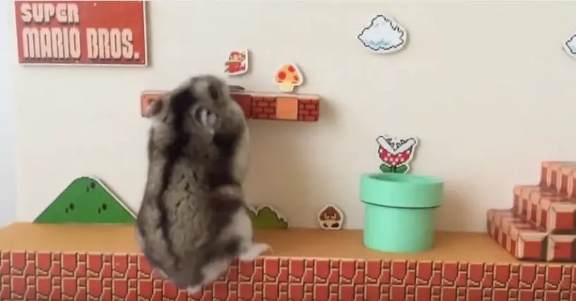 Vidéo : ce hamster est meilleur que vous à Super Mario
