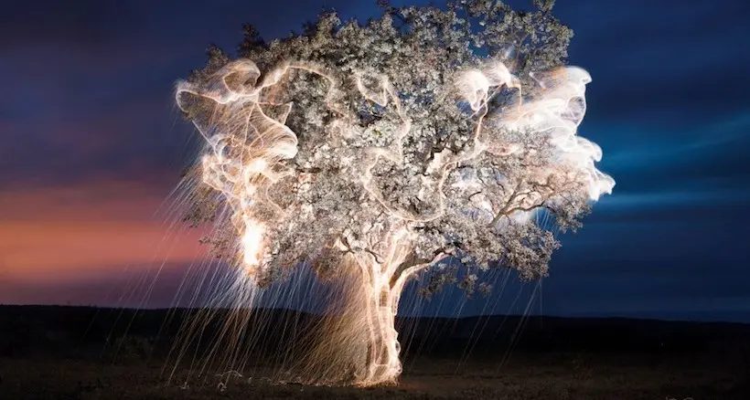 La nature s’illumine sous l’objectif de Vitor Schietti