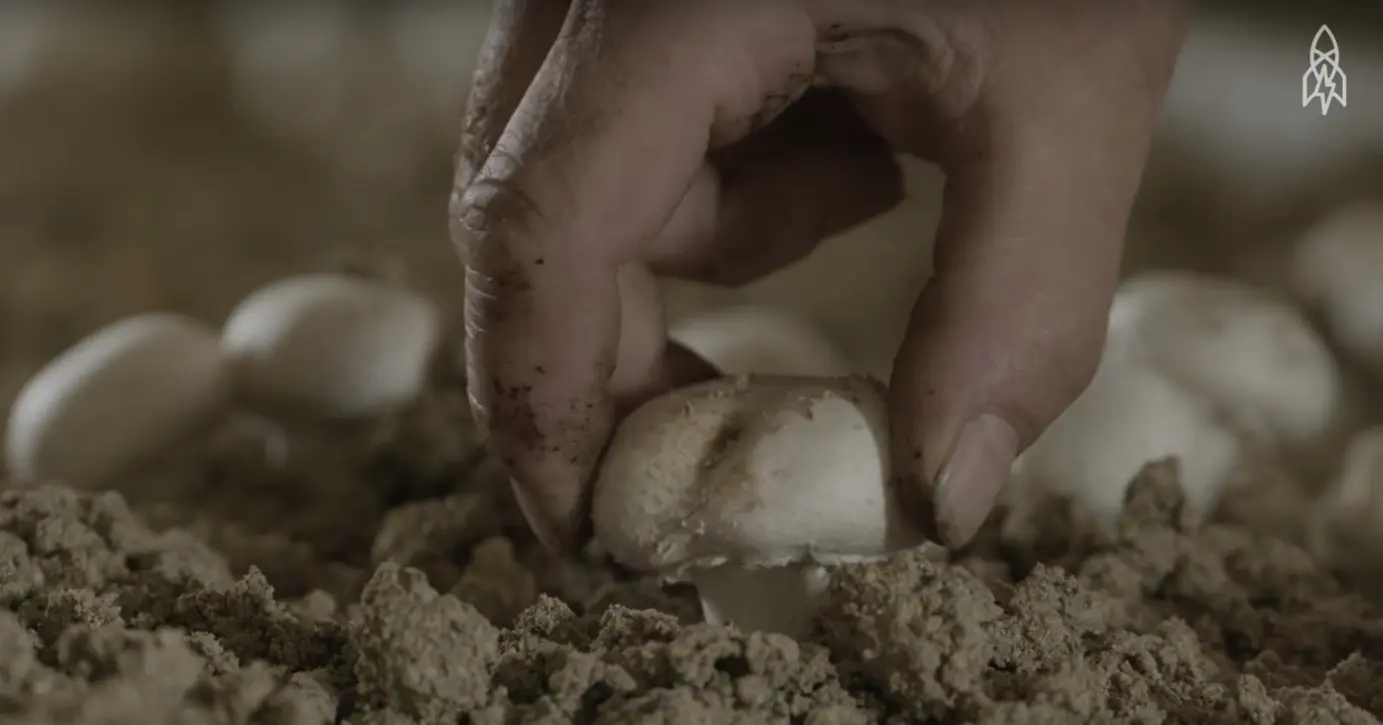 Vidéo : Un des derniers Français à faire pousser des champignons sous terre