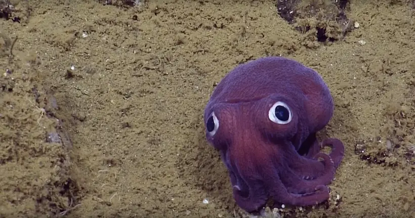 Vidéo : une petite créature fait hurler de rire des scientifiques à 900 mètres de profondeur